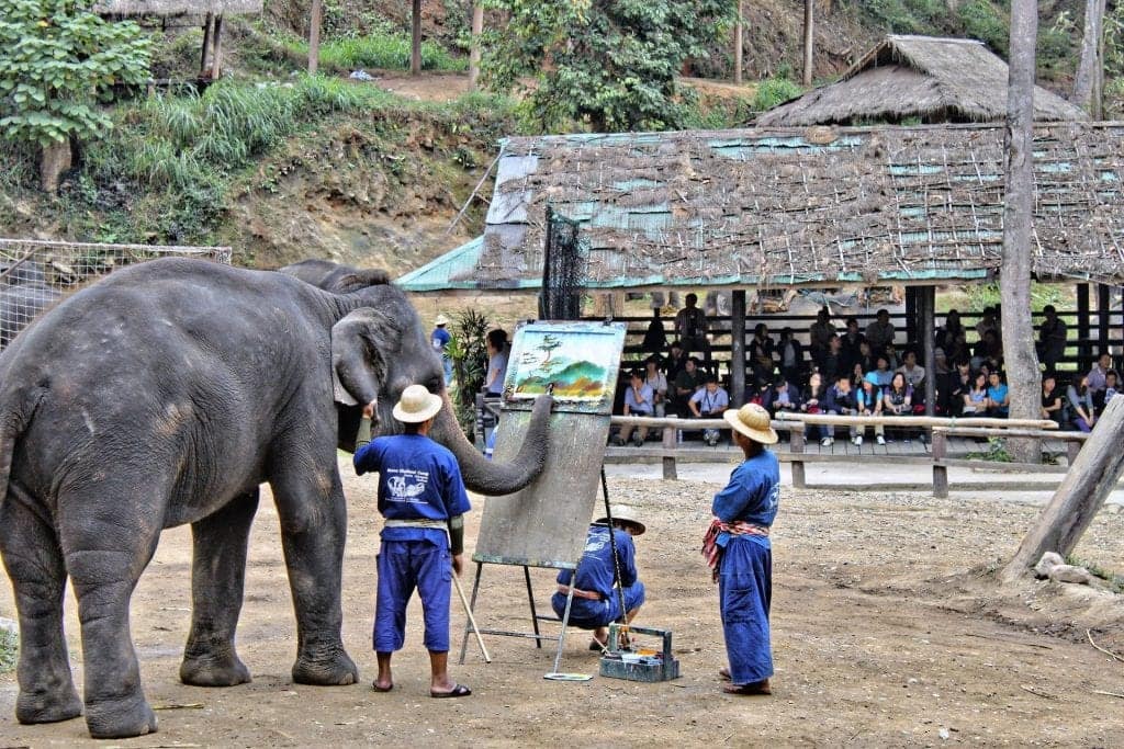 Mahouts forcing an elephant to paint for an audience in Thailand