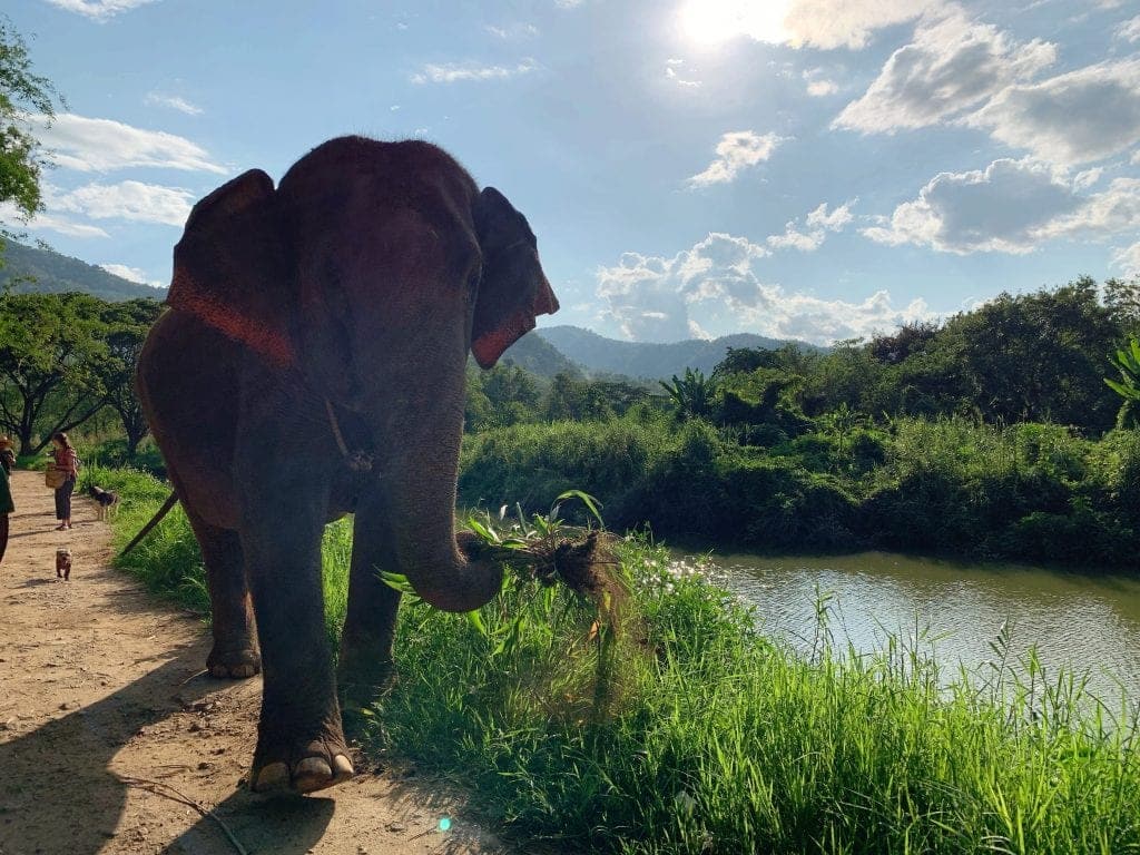 Visiting an elephant sanctuary in Chiang Mai, Thailand